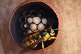 以大理地区为例，胡蜂人工养殖技术，养殖户不妨参考参考图片