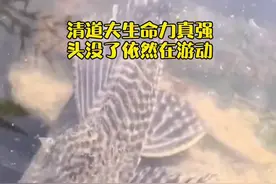 妖魔化？这条清道夫无头还到处游，网友：不忍心告诉它你已经死了图片