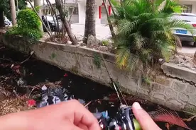 广东一臭水沟出现罕见雷龙鱼，这种鱼品相好数千元一条，谁放的图片