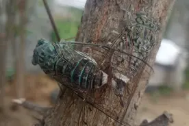 犊母牛的饲养与繁育图片