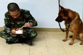 警犬为了吃肉不断撒娇，兵哥哥不理它，警犬这个动作笑死我了图片