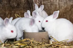 兔博士兔粮怎么样图片