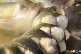 这里养殖的花锦鳝不得了，大厨只用最简单的做法，原汁原味特别鲜