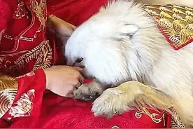 主人要出嫁，狗狗躲在伴郎里面，冲进新娘房后，动作让人看哭图片