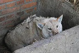 收留一只灰狼，却跟藏獒发生关系，生出小狗后，这模样很喜人图片