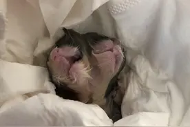 网友家的英短猫产下罕见双头猫 成都华西动物医院专家：存活率极低，也不建议存活图片