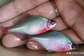 这些野生淡水鱼类全见过的人不多，有的农村人不吃，城里人却当宝图片