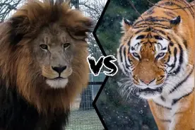 巴巴里狮vs东北虎，谁才是真正的猫科之王？结果竟然也是三七开图片