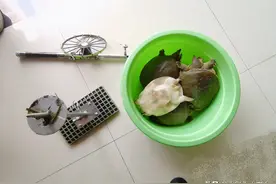 甲鱼枪在长江边耍横，巴掌大的小甲鱼钓了一桶，祖传手艺也要罚图片