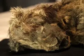 潘多拉魔盒开了？西伯利亚几年前的洞穴狮子尸体，死于28000年前图片