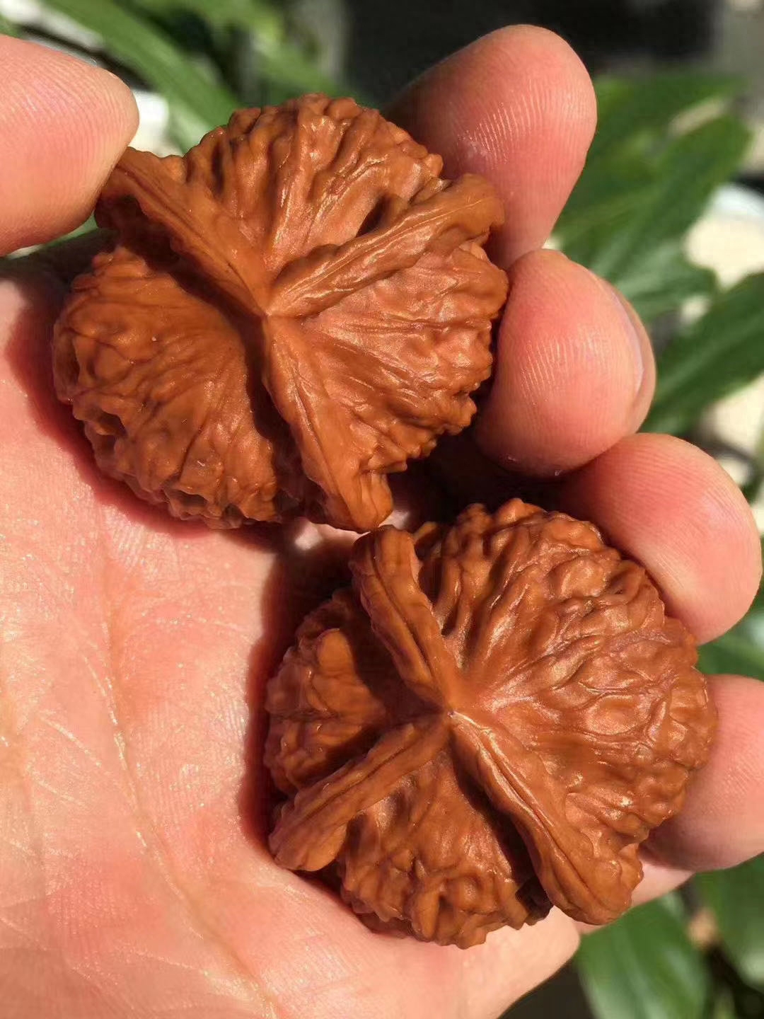 文玩核桃什么品种最好