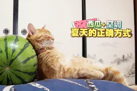 再不来了解这些正确的散热方法，我怕你家猫就要热哭了图片