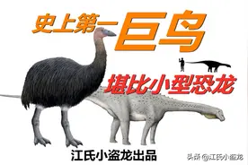 史上最大鸟类，体型堪比小型恐龙图片