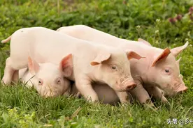 养猪小妙招：不用花钱，不用打针，只需一把红糖图片