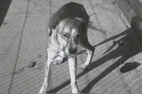 关于狂犬病的这5个误区，你知道真相吗？图片