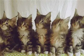 抖音最火小猫摇头，一起摇起来图片