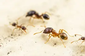 行军蚁大战最凶恶的入侵蚁种，打到一半突然开始自相残杀图片