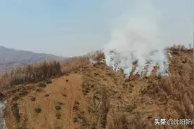 这虫啥危害？辽宁省政府专门开会治它图片