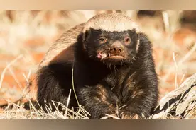 眼镜王蛇有多厉害？如果把它放到非洲会怎样，还能不能称霸一方？图片