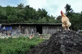 深山“老夫少妻”，年龄相差35岁，七旬老汉享受初恋爱情图片