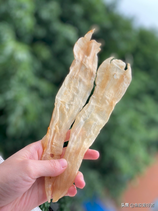 北海花胶1800一斤品质 北海花胶哪里买正宗