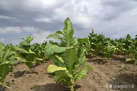 从推广种植到不再种植，烟叶，怎么从“宠儿”变成了“弃子”？图片