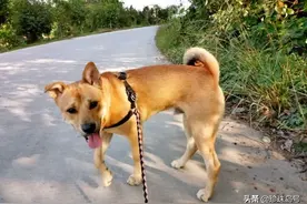 小狗每每挑衅大狗，大狗多为避让，狗界潜规则原来如此图片