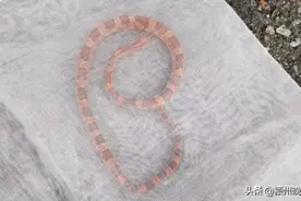 阜阳一小区发现橙色的蛇，为外来物种，专家准备将其带到合肥进一步处理图片