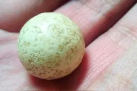 男子在深山捡回小石头，博物馆人员看后很吃惊，因为价值连城图片