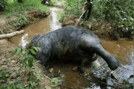 男子在小溪边喝了口水，感觉味道很奇怪，找到源头男子表情石化图片