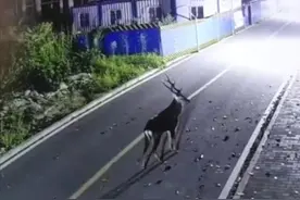 小鹿半夜溜进重庆第二师范学院 这是想读书的节奏？图片