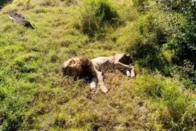 马赛马拉的传奇狮王“刀疤”离去，我们都哭了图片