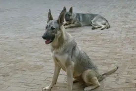 狼青犬是什么神仙宠物，这5大好处只有养过的人才知道，你赞同吗图片