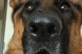 德牧看起来那么凶好吓人，为什么会有那么多人喜欢啊？图片