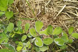 第一次！花生叶片长了一层“白霜”，网友讨论后才知道真相图片