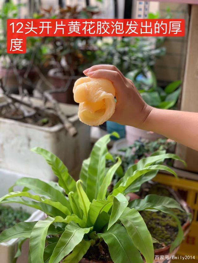 花胶 酸性  碱性 2026年花胶 酸性 碱性食物
