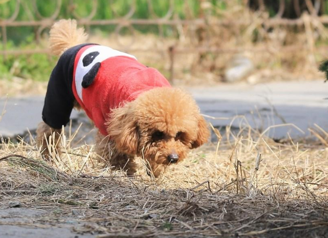 养狗这么多年，现在才知道泰迪犬这几个动作，背后的意思