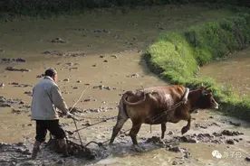 “移民佬”：从“浙江移民佬”到“江西老表”的角色转变图片