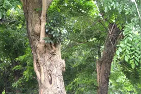 同是被称为“檀木”的树，木质细密、有香味，在农村却当锄头柄用图片