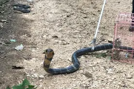 眼镜王蛇数量稀少，为何却说它没有天敌？它究竟有多强大？图片