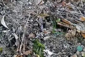 农民山上路边发现“野生兰”，一挖带出“1窝蛋”，专家说：赚了图片