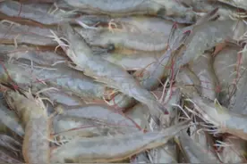 基围虾是什么虾？对虾、明虾一样吗？区别可不小，买虾前先弄明白图片