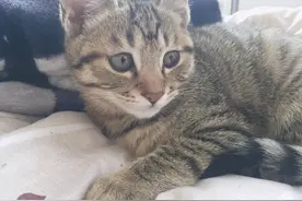 幸运爆棚！垃圾桶里捡来的狸花小奶猫，一周后变成了小脑虎图片