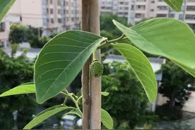 广东楼顶种一棵这种果树，好打理又结果多，凤梨释迦图片