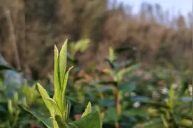 雀舌到底是什么茶？为什么那么多茶叶都被叫做雀舌呢？图片