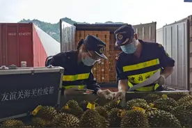 首批经溯源认证的泰国鲜榴莲来了图片