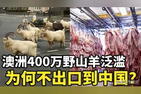 400万野山羊泛滥，澳大利亚建议出口中国，中国网友：不稀罕图片