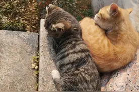 多猫家庭总打群架该如何劝解？（下）图片