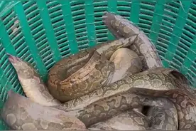 云南村民养出“巨型刀鳅”，最大的一公斤多重，网友：好像蟒蛇图片