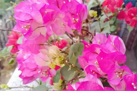 冬天养三角梅，要“心狠手狠”，叶子落光光？来年一样爆花枝图片